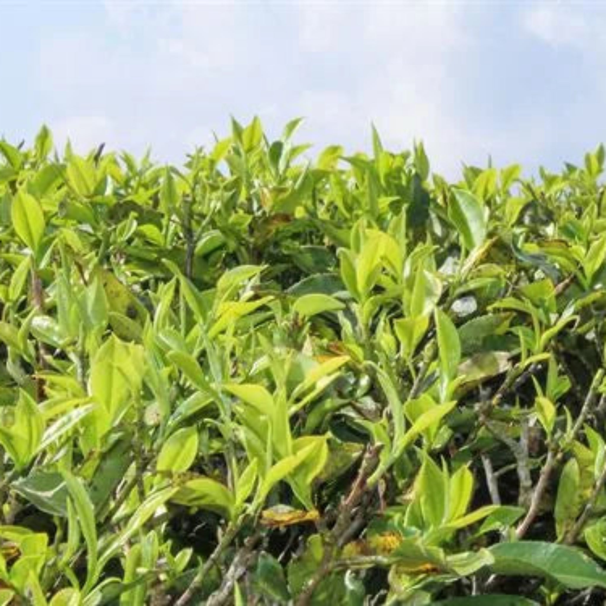 Darjeeling FTGFOP1 Chamong